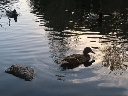 Sitting Meditation (MBSR) 40 Minutes