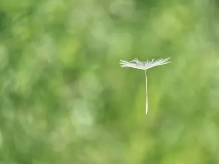 MBSR-Sitting: Turning Towards, Allowing, Opening