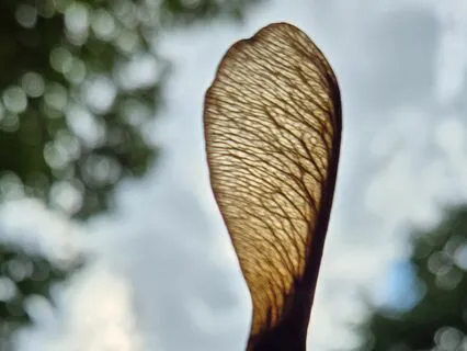 Practicing Wholeheartedly