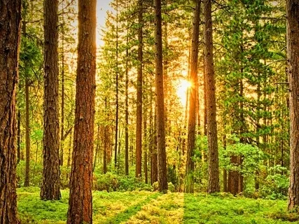 Sitting With Mother Earth