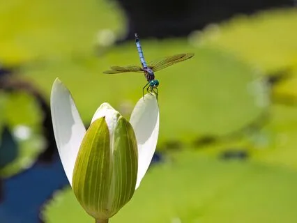Sitting With The Breath MBCT Practice