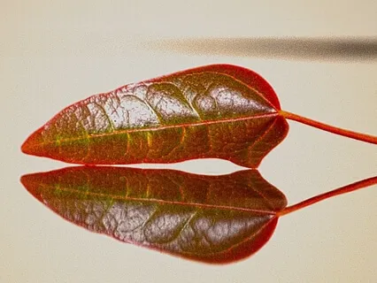 Sitting With The Power And Courage Of Heart