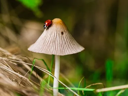 Sitting With The Senses