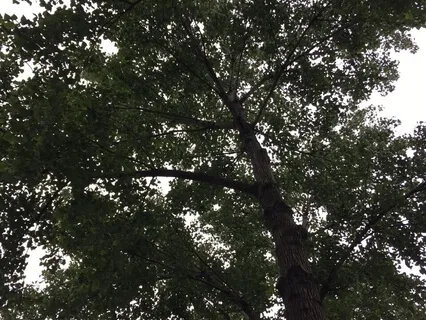 Sitting With The Tree