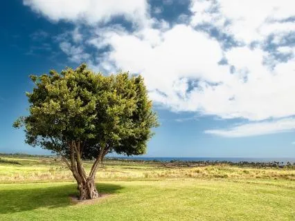 Sitting With What Is: A Slow, Spacious Present Practice.