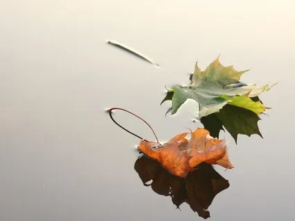 Six Element Meditation (Interconnectedness)