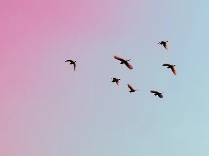 Six Elements Of Mindfulness (With Birdsong)