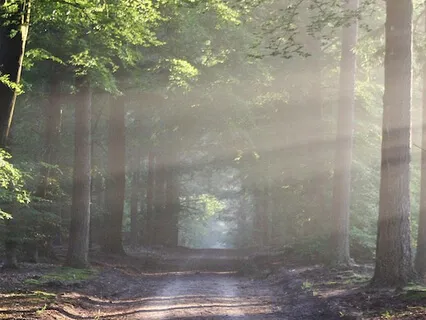 Body Scan: Six Minute Soother