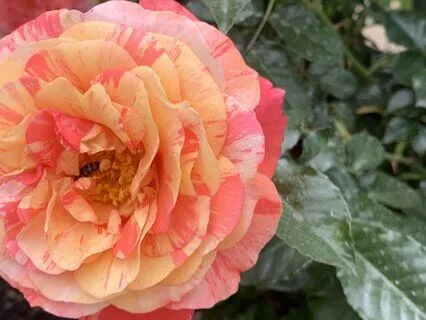 Six Minutes Of Music & Humming