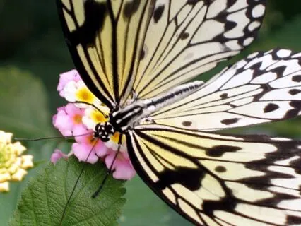 Självmedkänslopaus