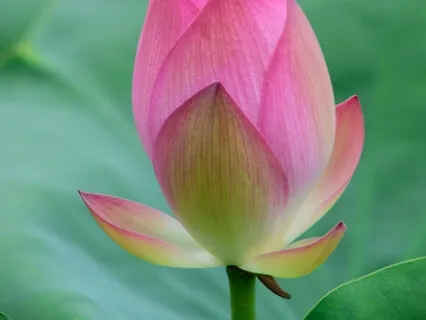 Сканирование Тела