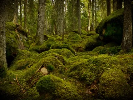 Skogsbad - hitta din plats. Introduktion och övning.