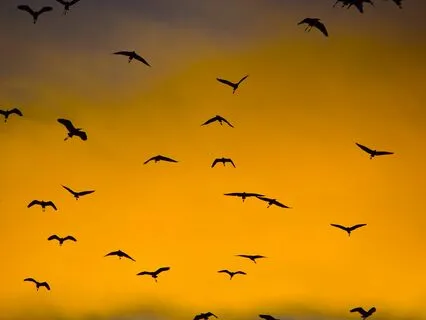 Sky-Circles | Rumi Poem