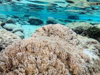 Sleep~ Binaural Beat Ocean Soundscape For Delta Brainwaves