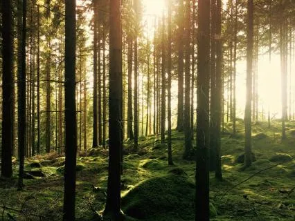 Sleep 1 Hour In A Moonlit Forest