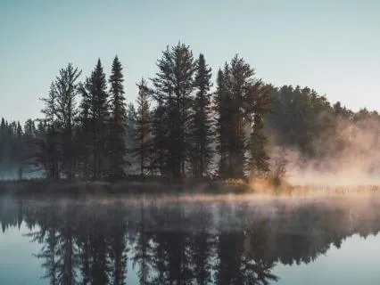Sleep 8 Hours In A Moonlit Forest