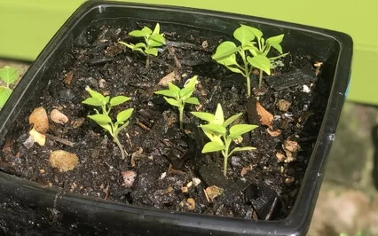 Sleep Affirmations Calling In The Divine Earth Mother