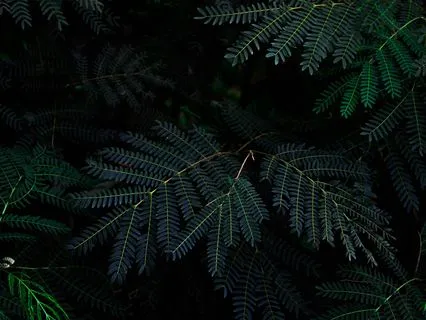 Sleep Affirmations For A Thriving Life