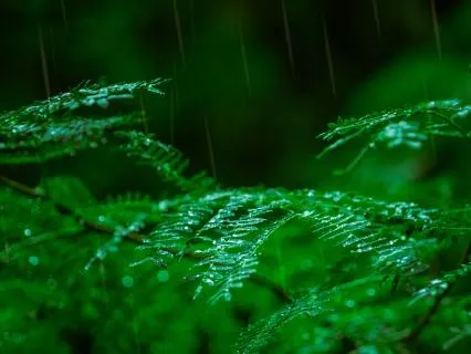 Soothing Affirmations For Sleep (With Gentle Rain)