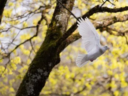 Sleep Affirmations For Overcoming Addiction (8 Hour)