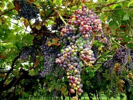 Sleep Affirmations For Wild Abundance And Prosperity