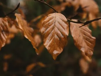 Sleep Ambience | Forest Rain | Gentle Natural White Noise