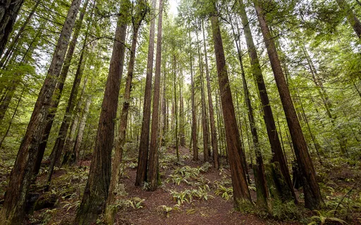 Easy Listening Meditation Music