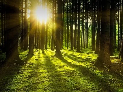 Boost Your Aura & Attract Positive Energy With Binaural Beats (Forest Ambience)