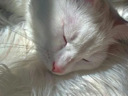 Sleep ASMR: Gentle Rain & Cat Purr