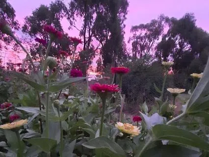 Sleep Australia: Crickets are the Night Watchmen  - 8 hours