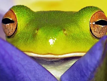 Sleep Australia: Froggy Serenade