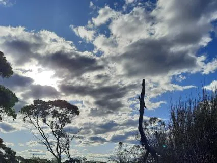 Sleep Australia: Nature’s Symphony & Wake to Birdsong-9 hrs