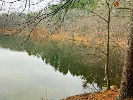 Sleep ~ Binaural Beat Forest Soundscape For Delta Brainwaves