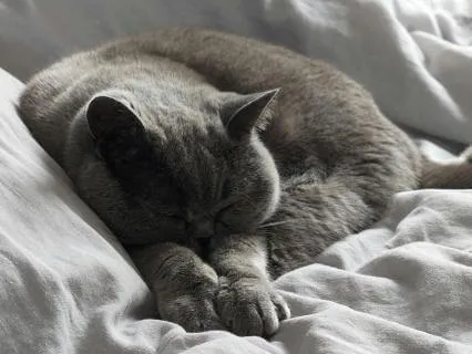 Sleep Countdown 100 To 0 | Calming Voice & Cat Purr