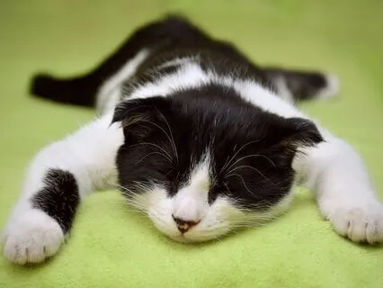 Sleep Deep With Meridian Practical Magic