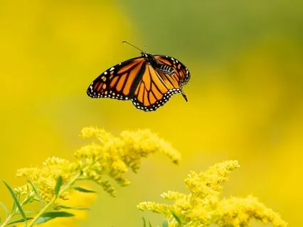 Sleep Meditation For Levitation