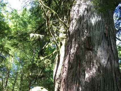 Sleep: I've Done What I Can For Now. It's Time To Rest