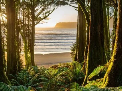 Sleep In The Ancient Forest: New Zealand's Wilderness