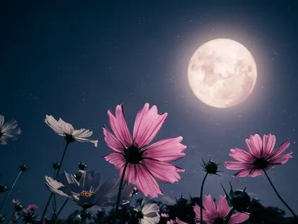 Sleep In The Energy Of The 7 Moons