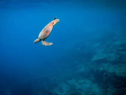 Sleep Induction: Soothing Oasis (Deep Sleep In 15 Minutes)