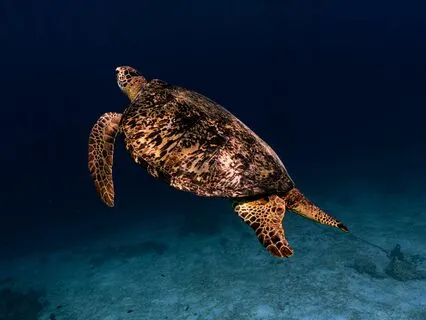 Sleep Induction - Update 2024 - Deep Sleep In 15 Minutes