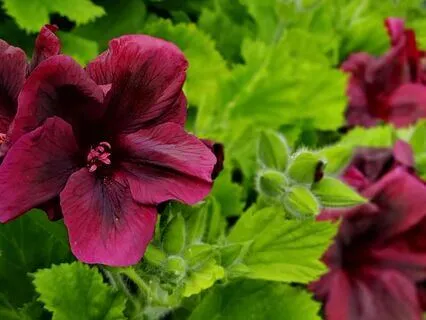 Sleep Journey: Planet Venus