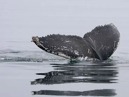 Sleep Like Never Before: "Ocean's Lullaby" A Bedtime Journey