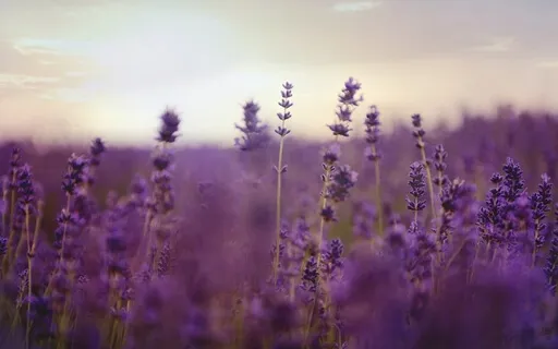 Sleep Meditation