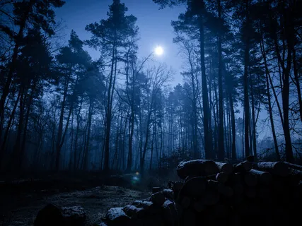 Daintree Rainforest Magic