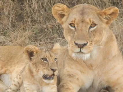 Sleep Meditation For Children - The Resting Lion