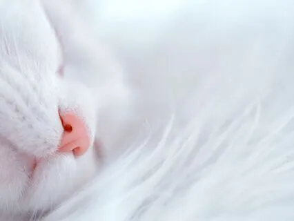 Sleep Meditation For Optimal Health With Light Language