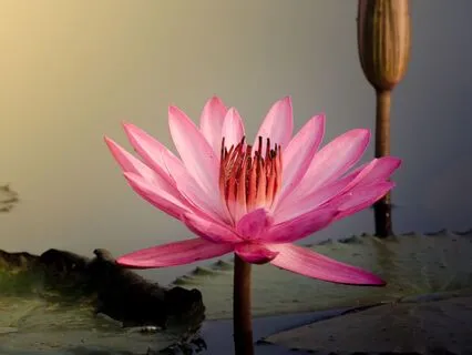 Sleep Meditation Heal Rejection & Build Inner Strength