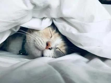 Sleep Meditation | I Am Enough To Sleep