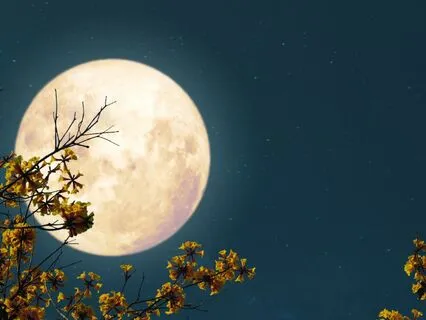 Sleep Meditation: Journey To Beautiful Garden